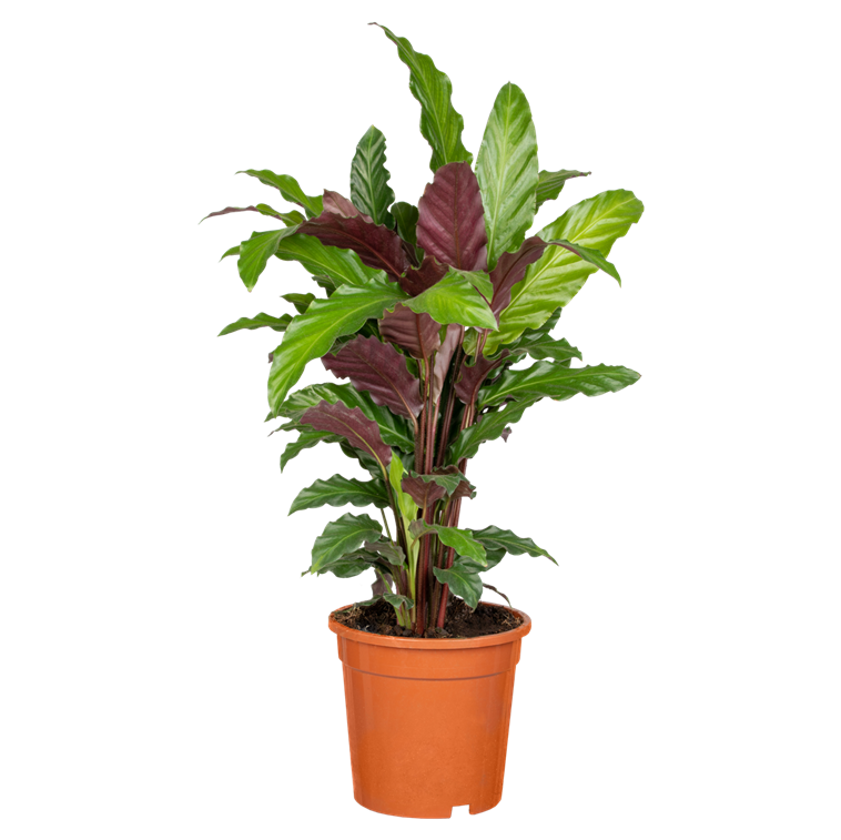 Calathea Wavestar