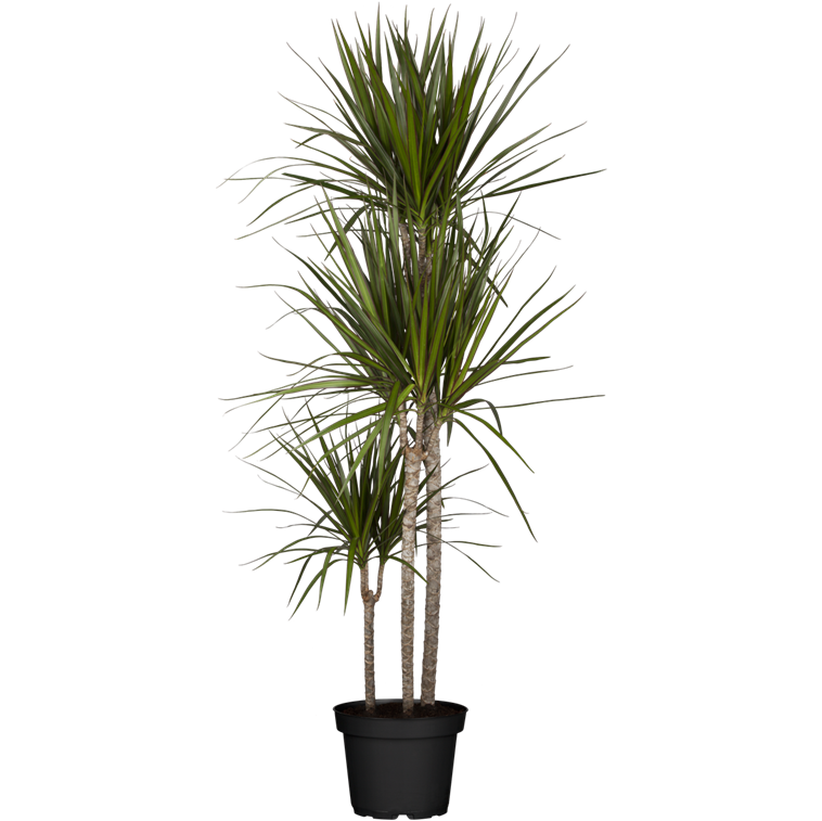 Dracaena 3 Stämme ca. 120 cm