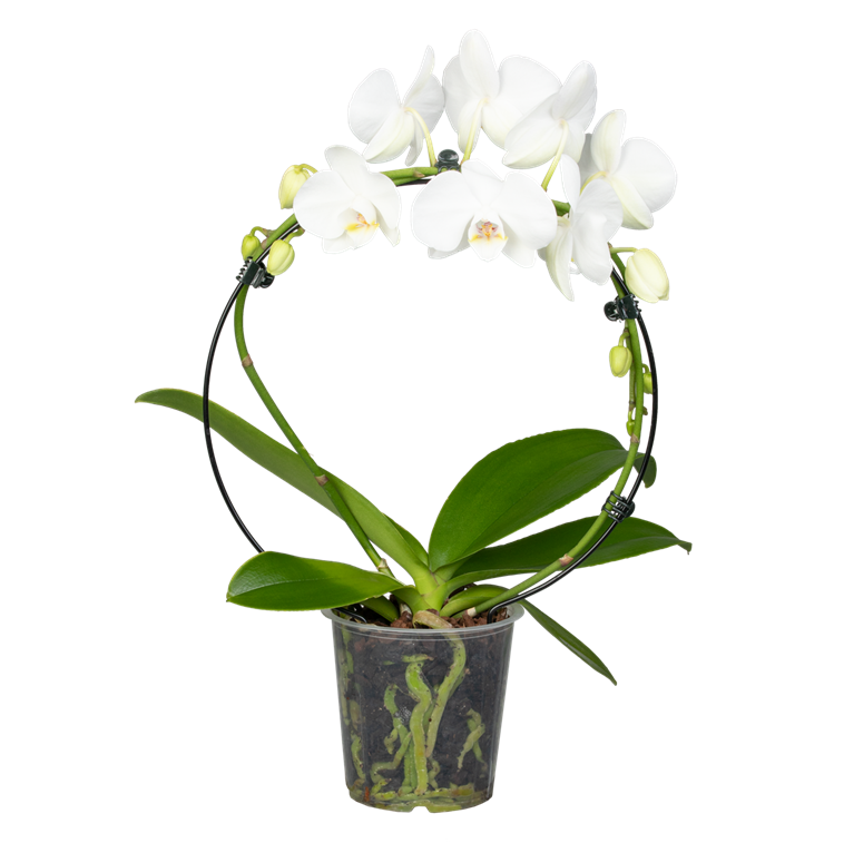 Phalaenopsis, weiß