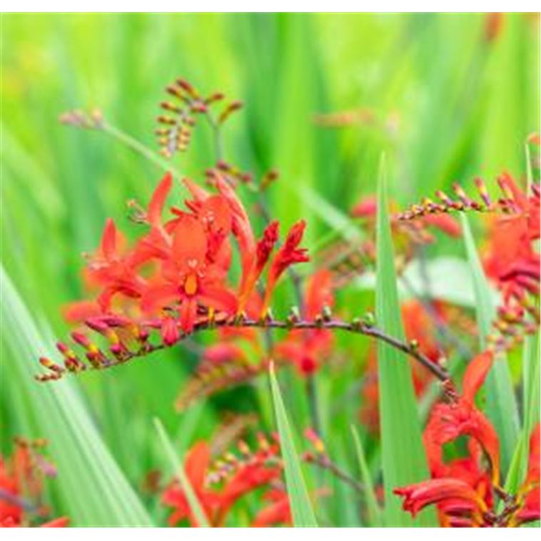 Montbretie Crocosmia Lucifer