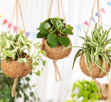 Moderne Frühjahres-Dekoration – Kokedama der Trend aus Japan