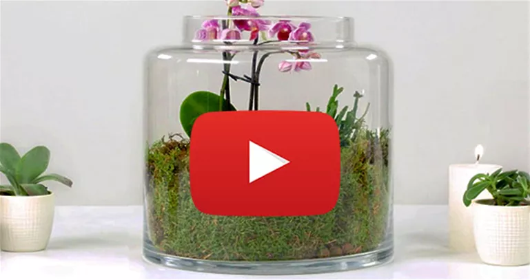 CTA_Orchideen-Terrarium.jpg