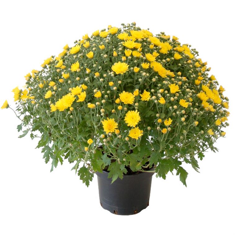 Chrysantheme indicum