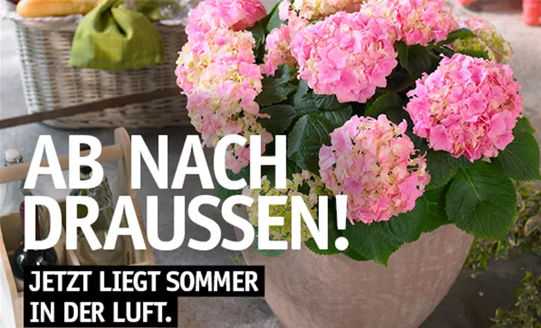 Beilage Sommer Beilage Sommer