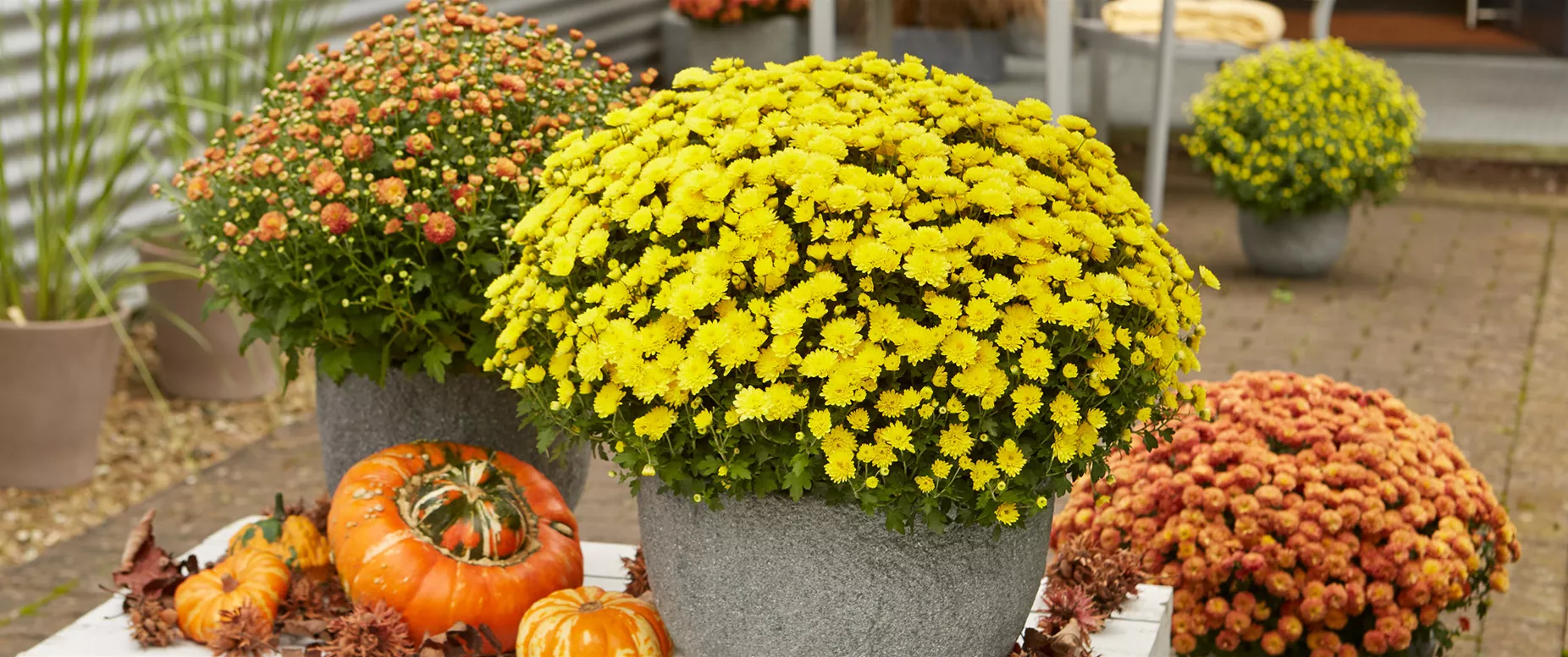 Chrysanthemen-Angebot Chrysanthemen-Angebot