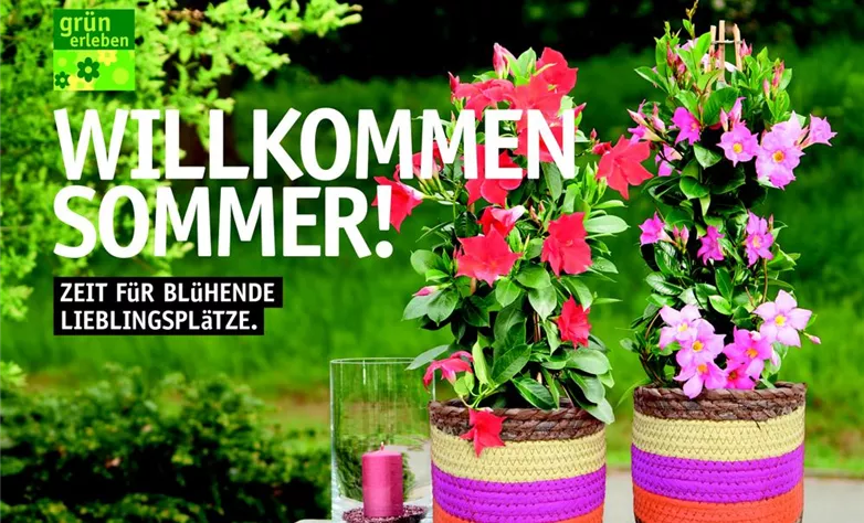 Beilage Beet und Balkon 3 Beilage Beet und Balkon 3