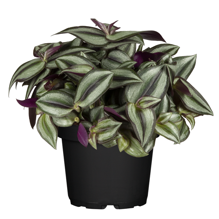 Tradescantia zebrina purpusii 30 cm