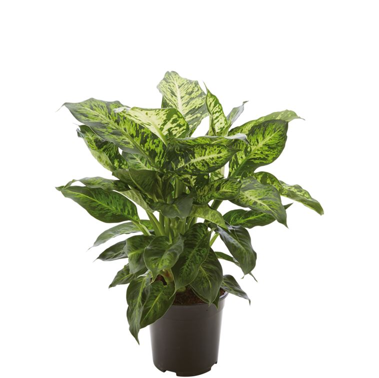 Dieffenbachia