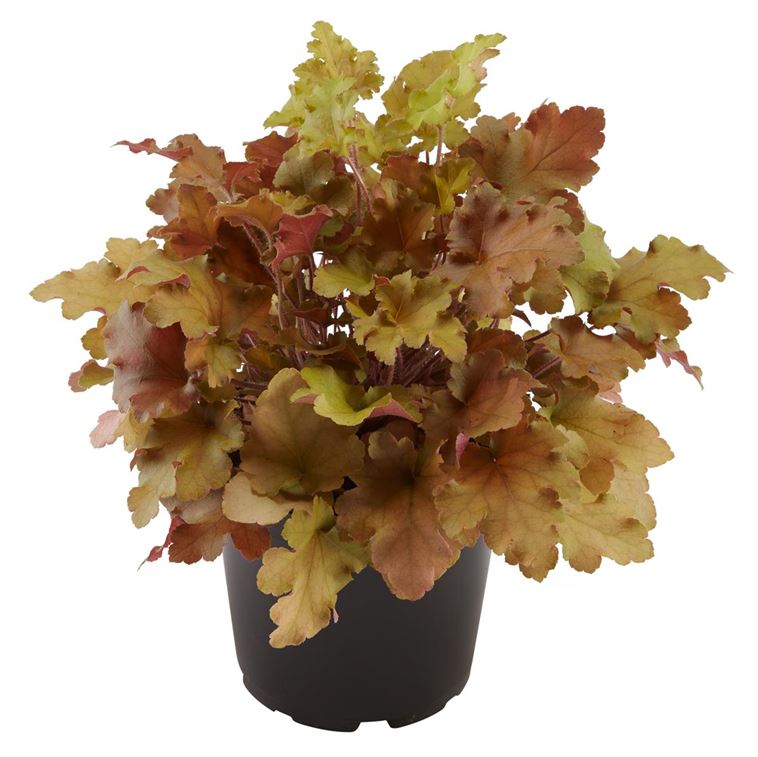 Heuchera-Hybride