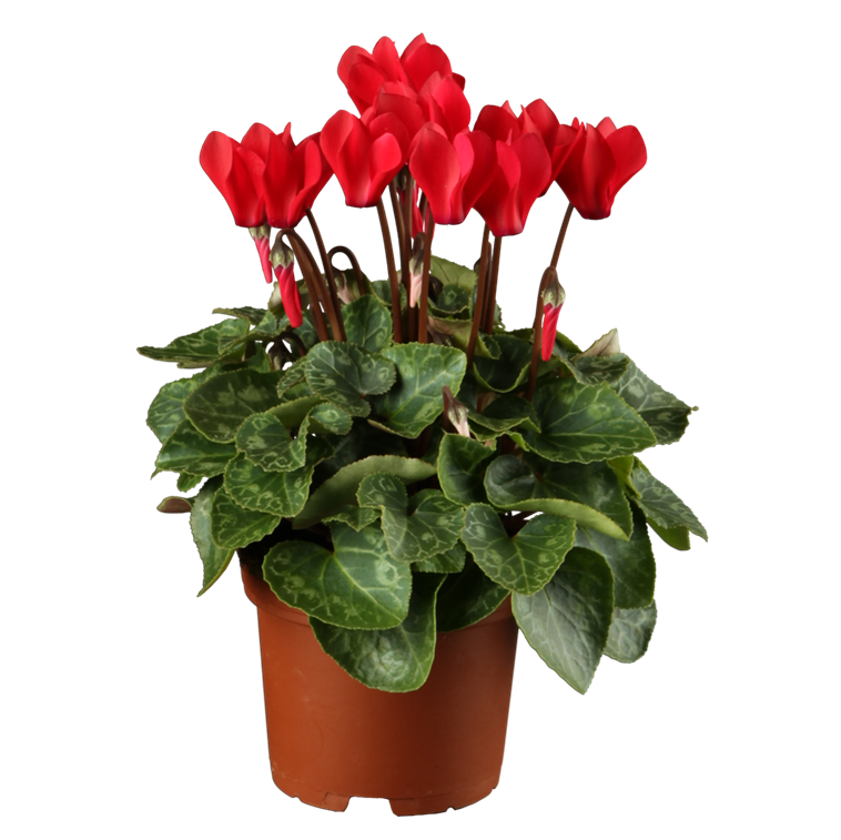 Cyclamen großblütig