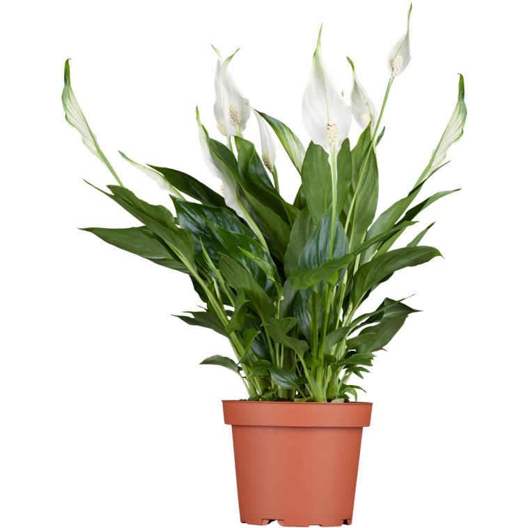 Spathiphyllum wallisii