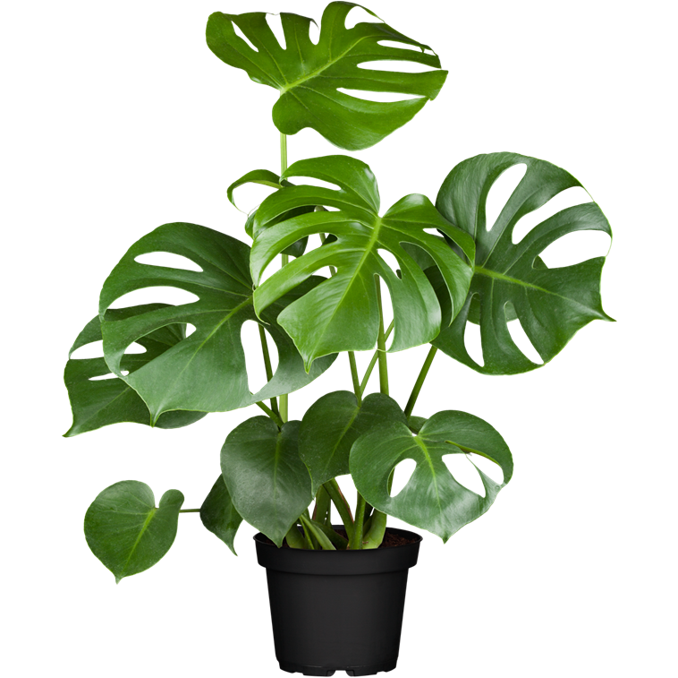 Monstera deliciosa