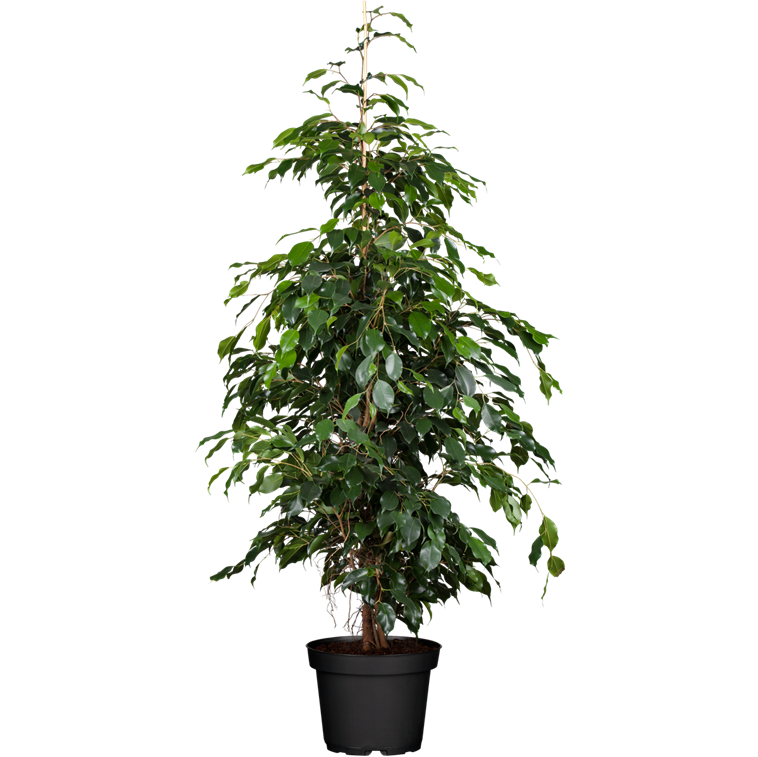 Ficus benjamini