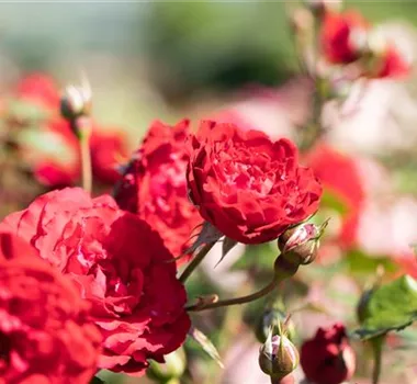 Ziergarten im Juli