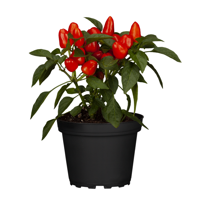 Capsicum, 12er Topf