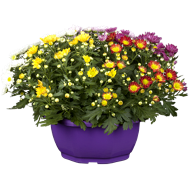 Chrysanthemum 25er Topf