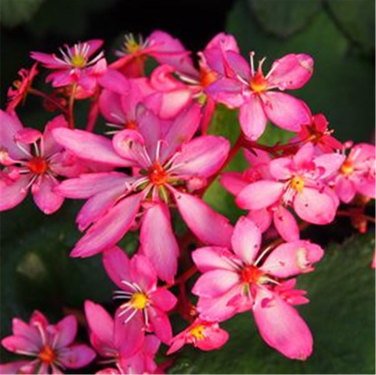 Saxifraga cortusifolia